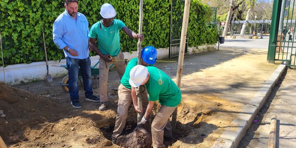El Gobierno de Sanz revitaliza la avenida Isabel la Católica y la glorieta de Covadonga con 26 árboles tras 17 años sin plantaciones