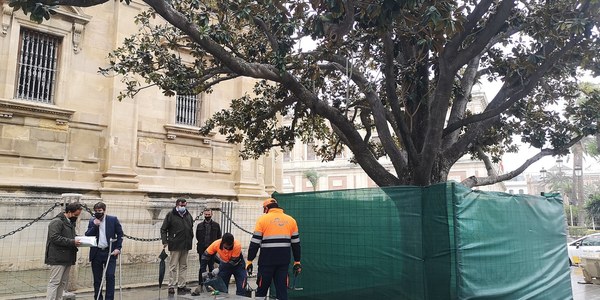 El Ayuntamiento inicia las obras para ampliar el alcorque, mejorar las condiciones de drenaje y nutrientes y proteger con setos el magnolio de la Avenida de la Constitución