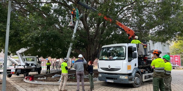 El Gobierno de Sanz renueva el mobiliario urbano y refuerza el ficus centenario del Parque Rectora Rosario Valpuesta
