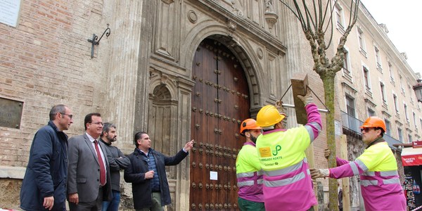 El Ayuntamiento de Sevilla planta casi una veintena de nuevos árboles en los alcorques vacíos desde hace varios años del eje Campana-Laraña del Distrito Casco Antiguo