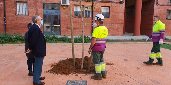 El Ayuntamiento culmina los trabajos de reurbanización de la calle Petrarca con siete nuevos árboles de sombra en el marco de la campaña de plantaciones del Distrito Cerro-Amate que contempla más de 300 en el viario público