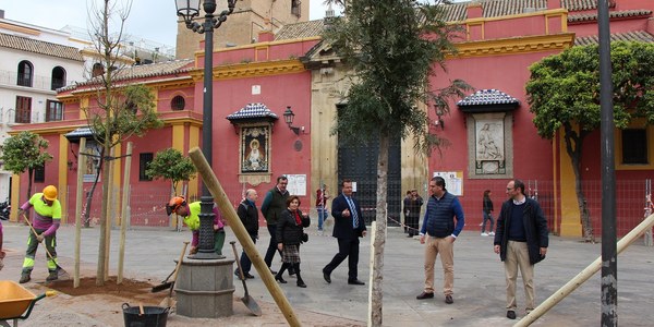 El Ayuntamiento inicia la plantación de 12 almeces y 6 grevilleas de gran porte en la Plaza de San Lorenzo