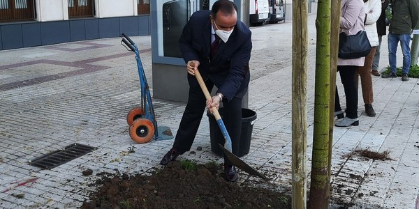El Ayuntamiento planta 17 nuevos árboles de la especie ‘brachychiton acerifolius’ en alcorques vacíos de la avenida Menéndez Pelayo del Distrito Nervión