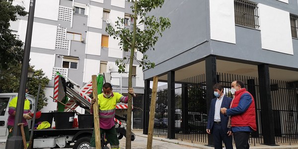 El Ayuntamiento planta nuevos árboles en alcorques vacíos y zonas ajardinadas de las calles Donantes de Órganos, El Greco y Kansas City dentro de las actuaciones de la campaña 2020-21 en el distrito San Pablo