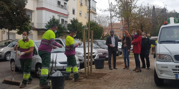El Ayuntamiento realiza plantaciones en alcorques vacíos de calles de Pío XII en el distrito Macarena dentro de la campaña 2020-2021