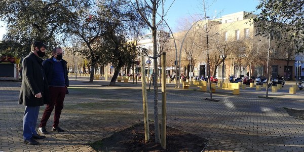 El Ayuntamiento culmina la plantación de 38 árboles en alcorques vacíos en la Alameda de Hércules dentro de la campaña 2020-2021