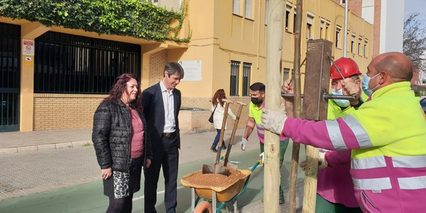 El Ayuntamiento planta 19 jacarandas en la calle López de Gomara, en Triana, para mejorar el confort climático de los itinerarios escolares