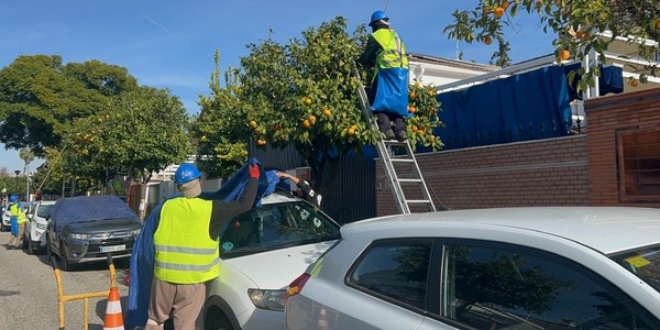 El Ayuntamiento prevé recoger cerca de siete millones de kilos de naranja amarga en la campaña 2025-2026
