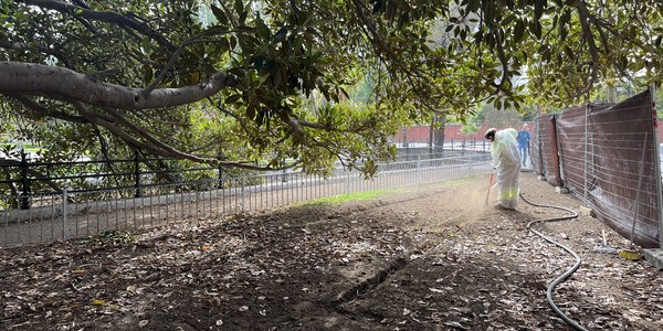 El Gobierno municipal mejora el estado del ficus de Palos de la Frontera con trabajos de descompactación del suelo para proteger su sistema radicular