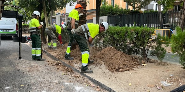 El Gobierno Municipal repone 44 palmeras en la Avenida de la Palmera dentro de su plan de mejora del arbolado urbano