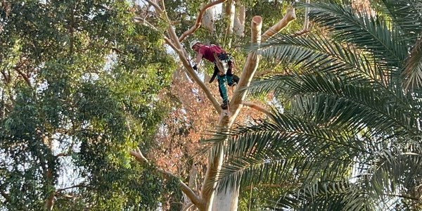 Una poda de precisión evita riesgos en el Gran Capitán, el árbol más alto de Sevilla