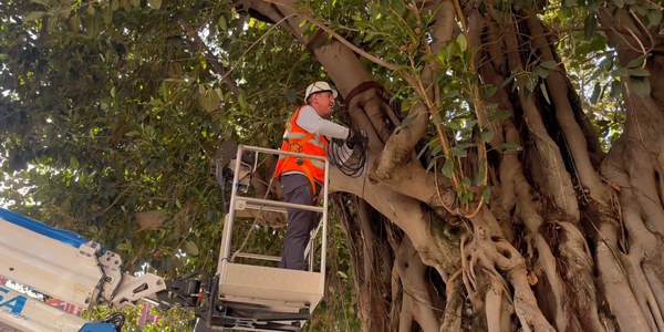 El Gobierno municipal aplica un tratamiento especializado para preservar los ficus singulares de la plaza Cristo de Burgos y la del Museo