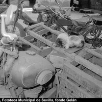 Gato sobre los vehículos abandonados en el interior del Palacio de Justicia. La colonia felina dio lugar a la denominación popular de “palacio de los gatos”. 17 de junio de 1969. ©ICAS-SAHP, Fototeca Municipal de Sevilla,fondo Gelán