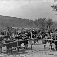 Feria de 1922. Vista de las cercas del ganado equino en el Prado de San Sebastián. En segundo plano, la fachada trasera de la Plaza de España en construcción.