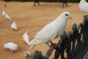 Control de palomas